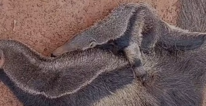 Filhote de Tamanduá é Resgatado Abraçado à Mãe Morta em Estrada de Tiros, MG