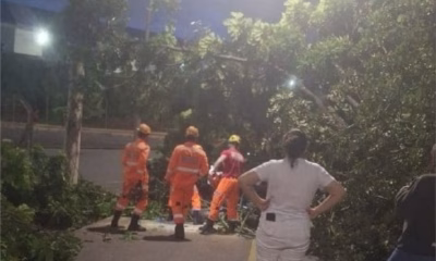 Árvore Despenca Sobre Motociclistas e Interrompe Tráfego na Região Leste de Belo Horizonte