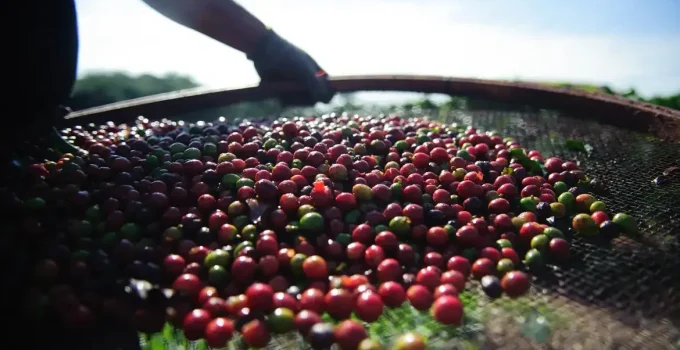 Trabalho Escravo é Realidade em 100% das Fazendas de Café Analisadas em Minas Gerais, Revela Estudo