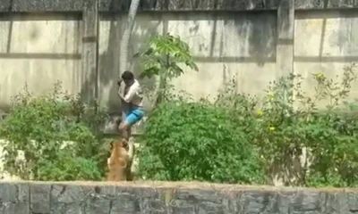 Jovem morto por leoa em zoológico: Psiquiatra aponta falhas no tratamento de esquizofrenia como fator