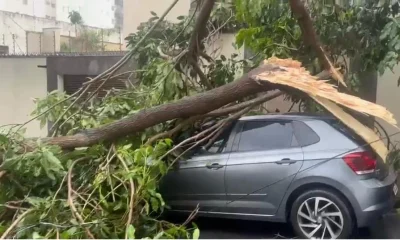 Temporal em BH: Árvore Gigante Derruba Carro e Atinge Fachada de Casa no Floresta; Energia é Interrompida