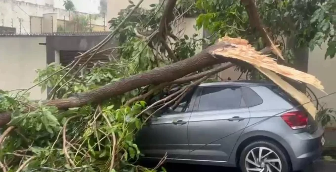 Temporal em BH: Árvore Gigante Derruba Carro e Atinge Fachada de Casa no Floresta; Energia é Interrompida