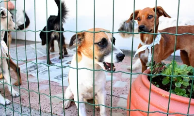 BH: Projeto que prevê ressarcimento por maus-tratos a animais é aprovado em primeiro turno na Câmara