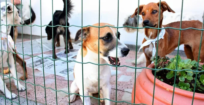 BH: Projeto que prevê ressarcimento por maus-tratos a animais é aprovado em primeiro turno na Câmara