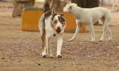 Justiça de MG: Disputas por Pets após Divórcio Não São Guarda de Filhos e Seguem Regras de Propriedade