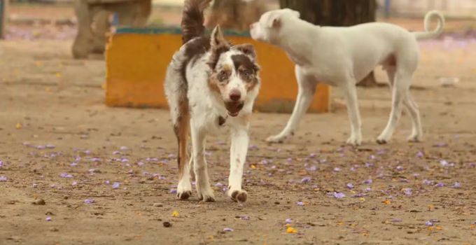 Justiça de MG: Disputas por Pets após Divórcio Não São Guarda de Filhos e Seguem Regras de Propriedade