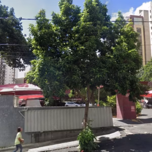 Árvore Gigante Interdita Rua na Savassi Após Chuva Forte em BH; Fiação Elétrica Comprometida