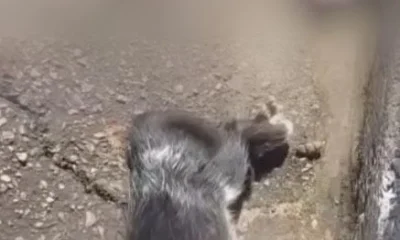 Três gatos são encontrados mortos com sinais de crueldade em Nova Lima, na Grande BH; crime choca moradores