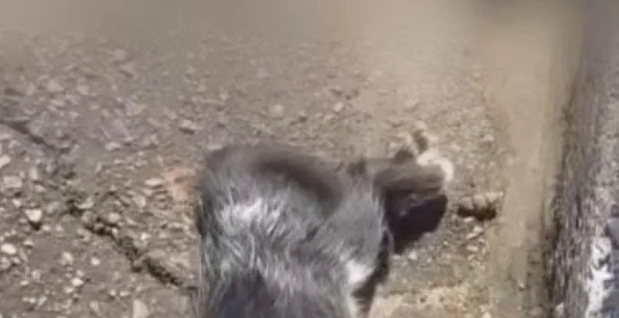 Três gatos são encontrados mortos com sinais de crueldade em Nova Lima, na Grande BH; crime choca moradores