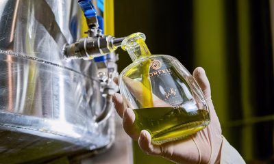 Do Campo ao Lagar em Minas: A Jornada do Azeite Premium Mineiro Rumo à Excelência Global