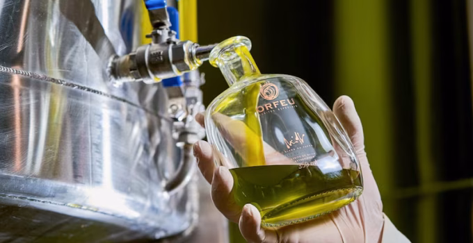 Do Campo ao Lagar em Minas: A Jornada do Azeite Premium Mineiro Rumo à Excelência Global