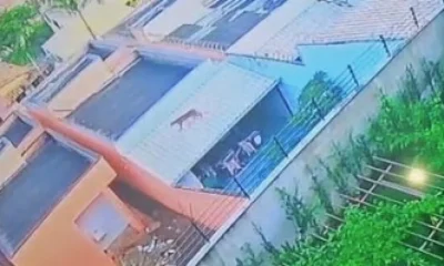 Onça-pintada assusta moradores de Esmeraldas e Bombeiros dão orientações para a Grande BH