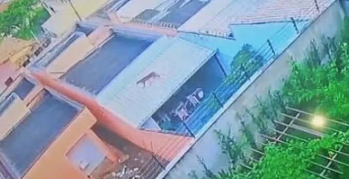 Onça-pintada assusta moradores de Esmeraldas e Bombeiros dão orientações para a Grande BH