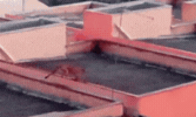 Onça-pintada assusta moradores de Esmeraldas (MG) ao caminhar sobre telhados; buscas continuam