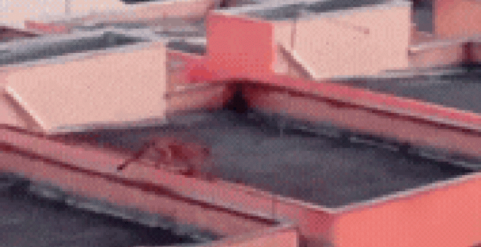 Onça-pintada assusta moradores de Esmeraldas (MG) ao caminhar sobre telhados; buscas continuam