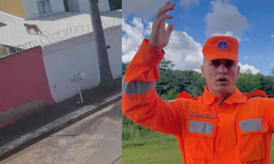 Alerta em Esmeraldas: Bombeiros orientam moradores sobre aparições de onça-parda perto de BH e como agir em caso de encontro