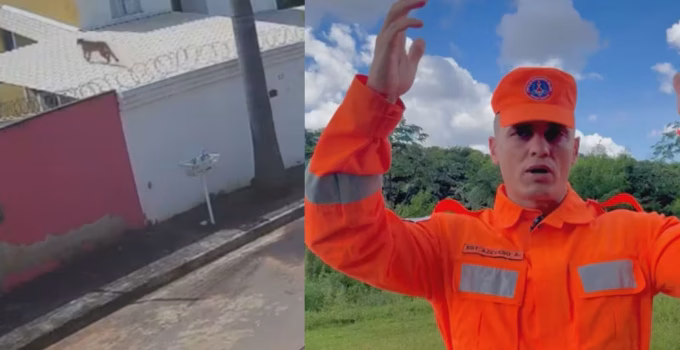 Alerta em Esmeraldas: Bombeiros orientam moradores sobre aparições de onça-parda perto de BH e como agir em caso de encontro