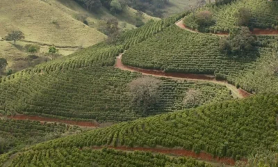 Festival Mantiqueira de Minas em Carmo de Minas celebra a excelência dos cafés especiais com programação intensa