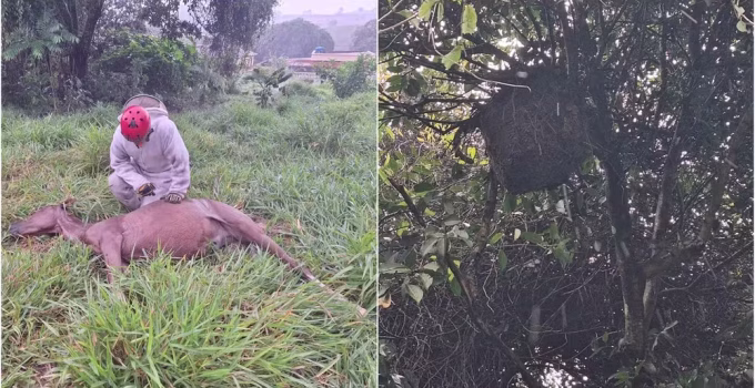Tragédia em Ibertioga: Ataque de enxame gigante de abelhas mata dois cavalos em Minas Gerais