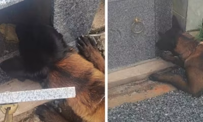 Cão farejador descobre crack escondido em túmulo de cemitério no interior de Minas Gerais; trio é preso