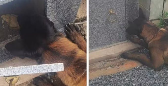 Cão farejador descobre crack escondido em túmulo de cemitério no interior de Minas Gerais; trio é preso