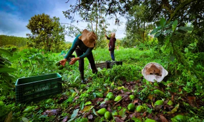De Fruta do Quintal a Ouro Exportável: Minas Gerais Se Consolida como Potência na Produção e Exportação de Avocado