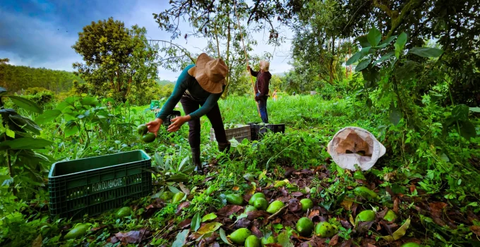 De Fruta do Quintal a Ouro Exportável: Minas Gerais Se Consolida como Potência na Produção e Exportação de Avocado