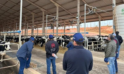 Sul de Minas Alcança Produção Recorde de Leite com Tecnologia e Melhoramento Genético