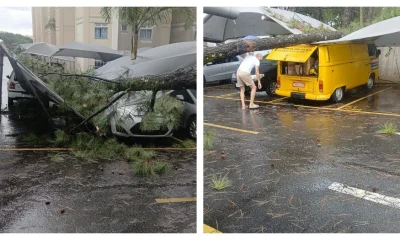Árvore de Grande Porte Cede e Atinge Carros em Condomínio de Santa Luzia, na Grande BH