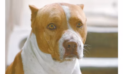 Guarda Municipal Mata Pitbull Durante Operação Contra o Tráfico no Complexo da Lagoinha, em BH
