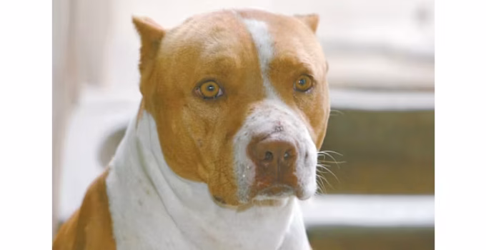 Guarda Municipal Mata Pitbull Durante Operação Contra o Tráfico no Complexo da Lagoinha, em BH