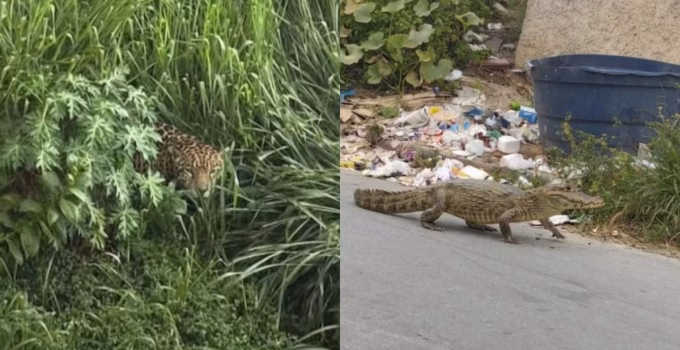 IA Engana Bombeiros de BH: Jacaré e Onça Falsos Geram Mobilização em Santa Luzia e São Jorge II